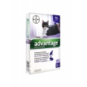 Bayer advantage 80 solution antipuce pour chat et lapin de 4kg et plus 6 pipettes